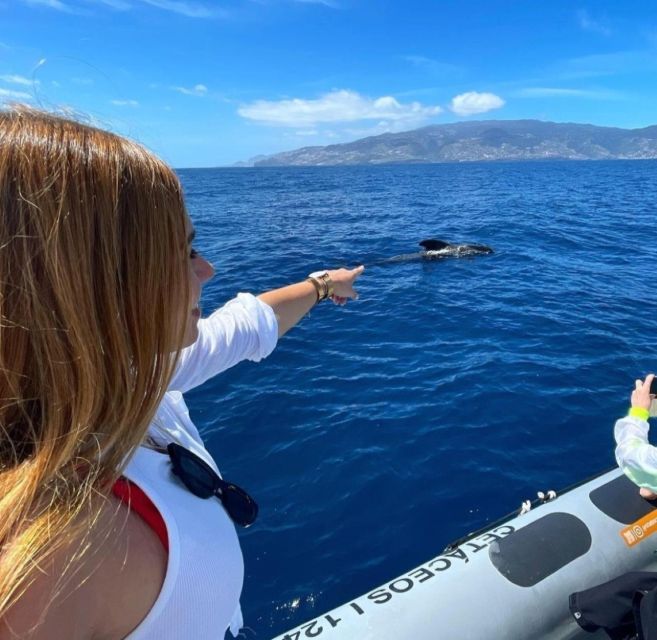From Funchal: Whale and Dolphin Watching - Swimming, sea spray, and the practical reality