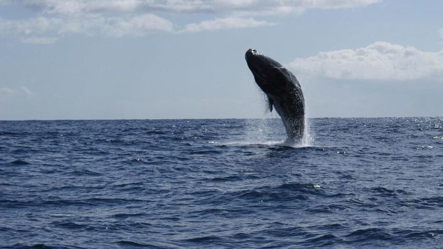 From Funchal: Whale and Dolphin Watching - Is the $56 price good value?