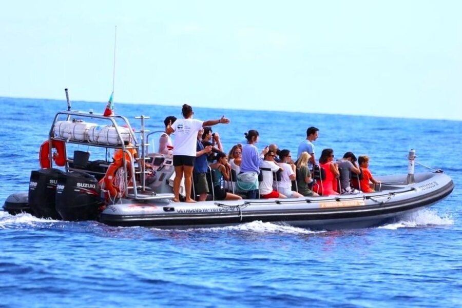From Funchal: Whale and Dolphin Watching - Who should book this Madeira boat trip?