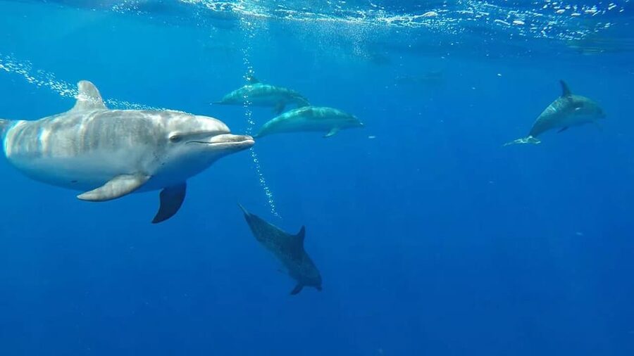 From Funchal: Whale and Dolphin Watching - Useful timing and meeting-point advice