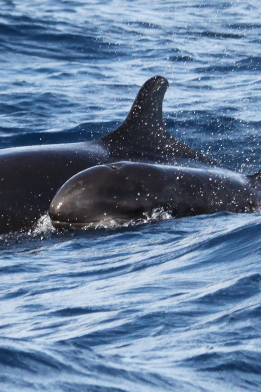 From Funchal: Whales and Dolphin Adventure Tour - What the two-hour trip is really like