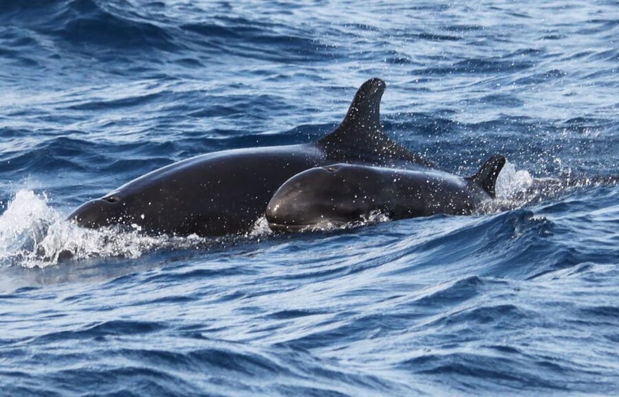 From Funchal: Whales and Dolphin Adventure Tour - Swimming with dolphins: a special extra, not the main product