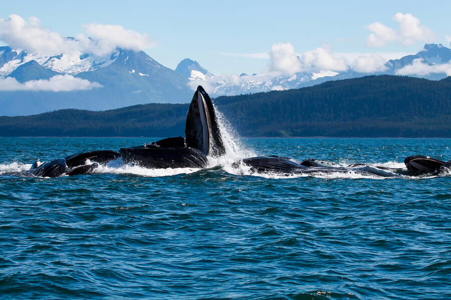 From Juneau: Whale Watching Cruise with Snacks - Key points to know before booking