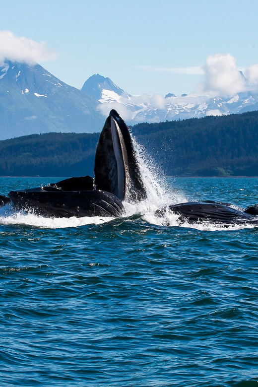 From Juneau: Whale Watching Cruise with Snacks - Two hours among humpbacks and orcas