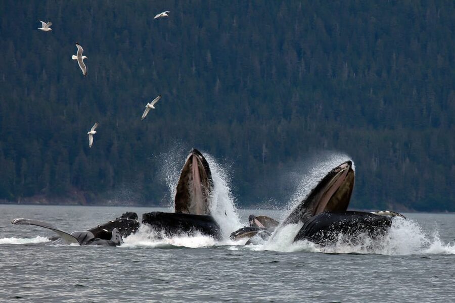 From Juneau: Whale Watching Cruise with Snacks - What $154 buys you in practical terms
