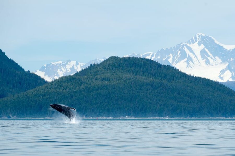 From Juneau: Whale Watching Cruise with Snacks - Meeting the crew below the tramway