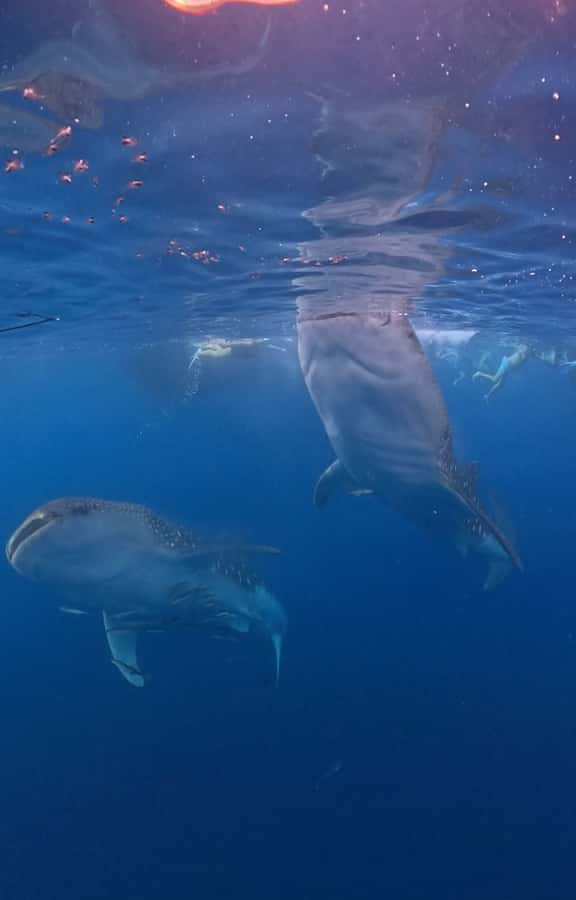 From Lombok: 2-Day Sumbawa Tour & Swim with Whale Sharks - Key points to know before booking