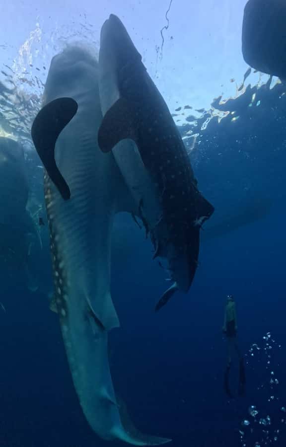 From Lombok: 2-Day Sumbawa Tour & Swim with Whale Sharks - Why Saleh Bay makes this a special Lombok side trip