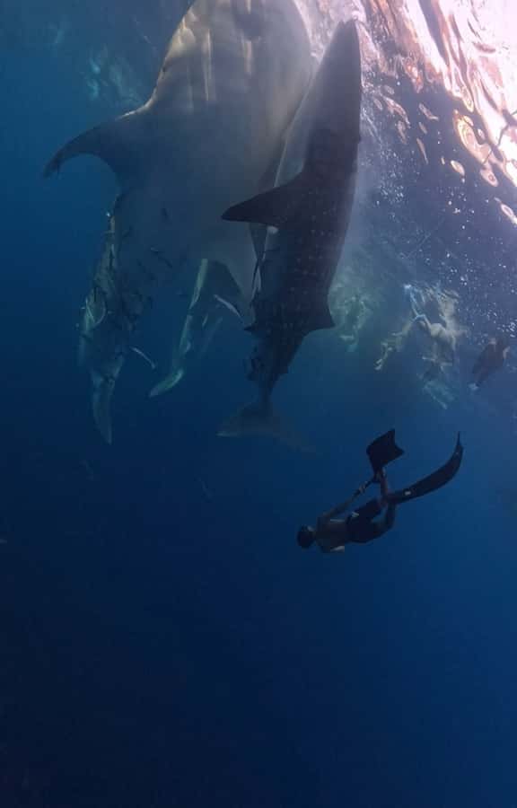 From Lombok: 2-Day Sumbawa Tour & Swim with Whale Sharks - Kayangan to Poto Tano, a useful ferry break