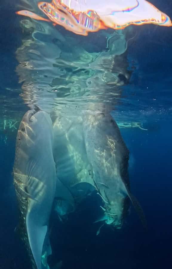 From Lombok: 2-Day Sumbawa Tour & Swim with Whale Sharks - The 4:00 AM boat ride to the whale sharks