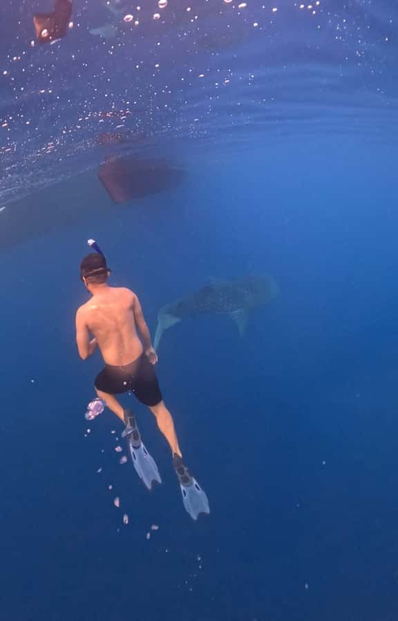 From Lombok: 2-Day Sumbawa Tour & Swim with Whale Sharks - What the $281 price really covers