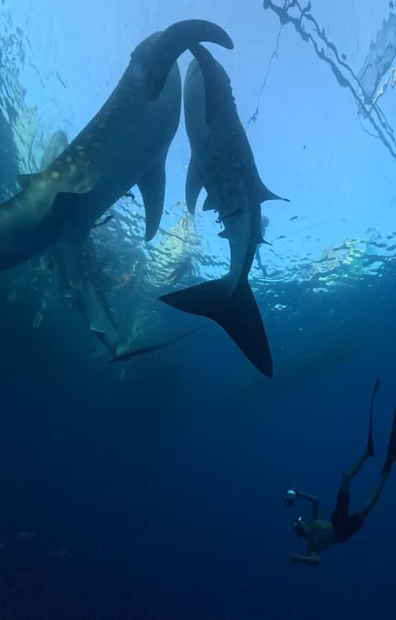 From Lombok: 2-Day Sumbawa Tour & Swim with Whale Sharks - Guides, group size, and the feel of the journey