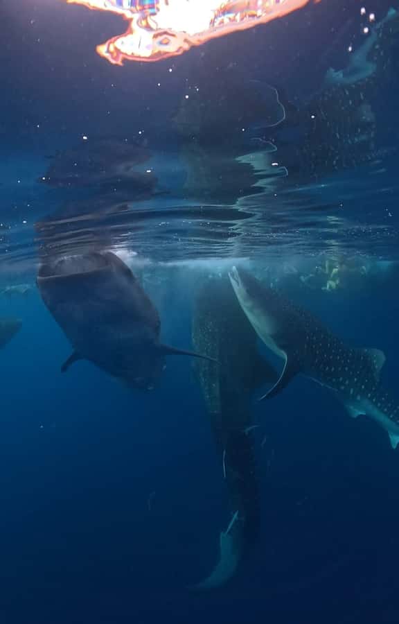From Lombok: 2-Day Sumbawa Tour & Swim with Whale Sharks - What to pack for the early start and wet boat ride