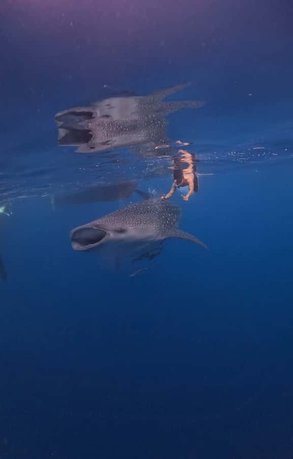 From Lombok: 2-Day Sumbawa Tour & Swim with Whale Sharks - Sukarara weaving gives day one a cultural start