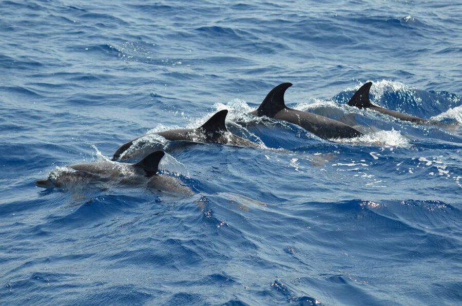 From Los Gigantes: Whale Watching Sailboat Cruise - Should You Book the Picarus Sailing Club Trip?