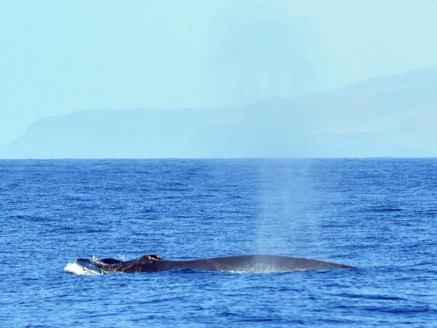 From Los Gigantes: Whale Watching Sailboat Cruise - Why the Small Group Changes the Experience
