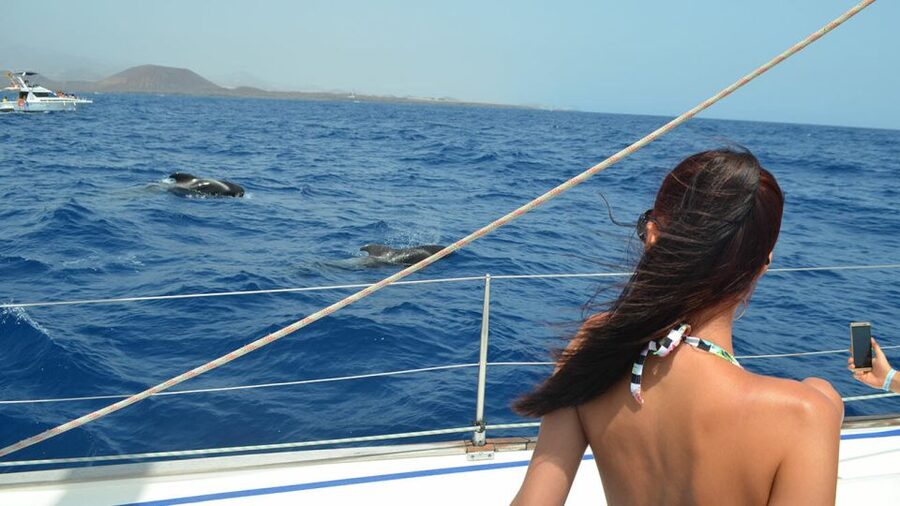 From Los Gigantes: Whale Watching Sailboat Cruise - Responsible Whale Watching, Not a Wildlife Show
