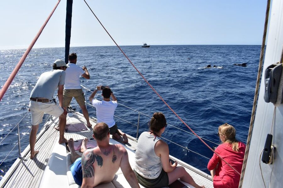 From Los Gigantes: Whale Watching Sailboat Cruise - Who Should Book This Cruise?