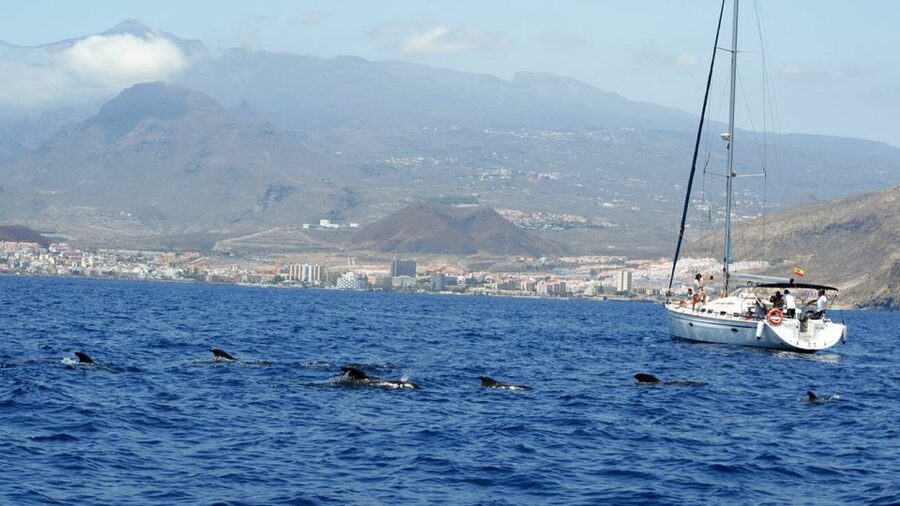 From Los Gigantes: Whale Watching Sailboat Cruise - One Hour of Sailing Beneath the Cliffs