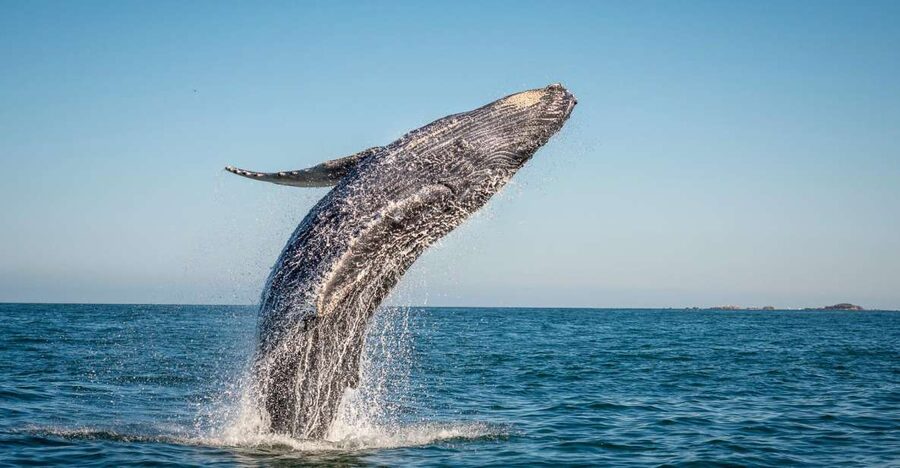 From Ma'alaea: Afternoon Whale Watch Tour Aboard the Malolo - Key points for your Maalaea whale watch