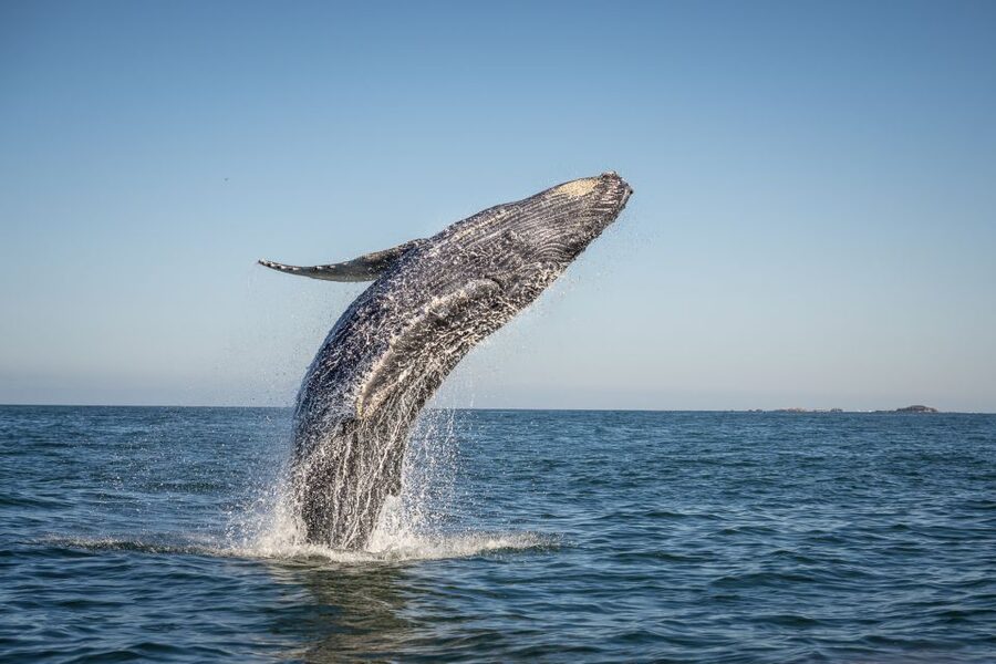 From Ma'alaea: Afternoon Whale Watch Tour Aboard the Malolo - Why this two-hour cruise works well