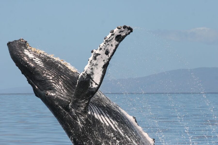 From Ma'alaea: Afternoon Whale Watch Tour Aboard the Malolo - A closer look at the Malolo catamaran