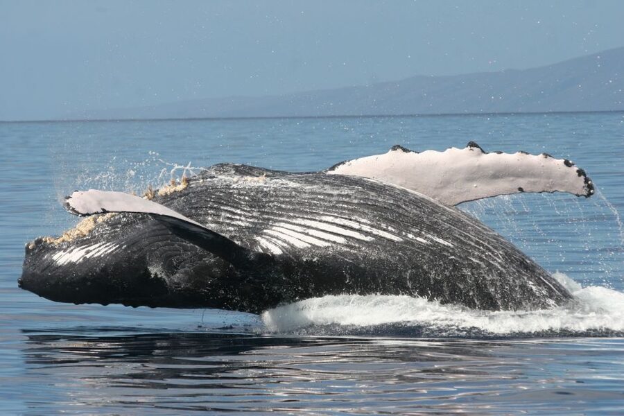 From Ma'alaea: Afternoon Whale Watch Tour Aboard the Malolo - The crew adds real value
