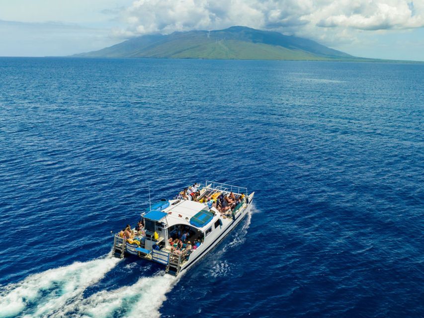 From Ma'alaea: Afternoon Whale Watch Tour Aboard the Malolo - Who should book this whale watch