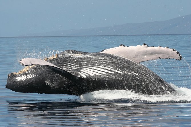 From Ma'alaea Harbor, Maui: Whale Watch Cruise Aboard Malolo - Sunset light, cocktails, and a realistic view of the timing