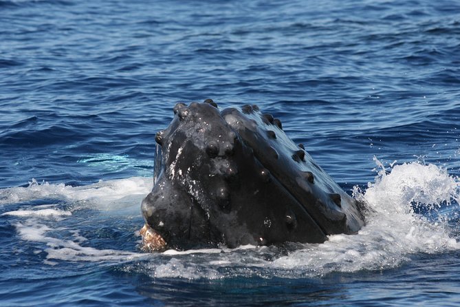 From Ma'alaea Harbor, Maui: Whale Watch Cruise Aboard Malolo - What the $59.95 price really includes