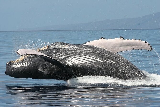 From Ma'alaea Harbor: Sunset Whale Watch Tour Aboard the Malolo - Malolo or Quicksilver: the most important booking question