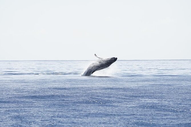 From Ma'alaea Harbor: Sunset Whale Watch Tour Aboard the Malolo - How the 3:30 p.m. departure fits your Maui day