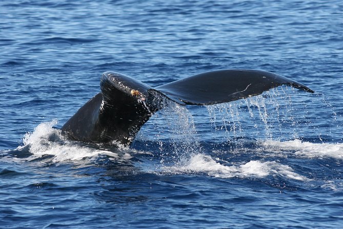 From Ma'alaea Harbor: Whale Watch Cruise Aboard the Malolo - Booking, Check-In, and Cancellation Details