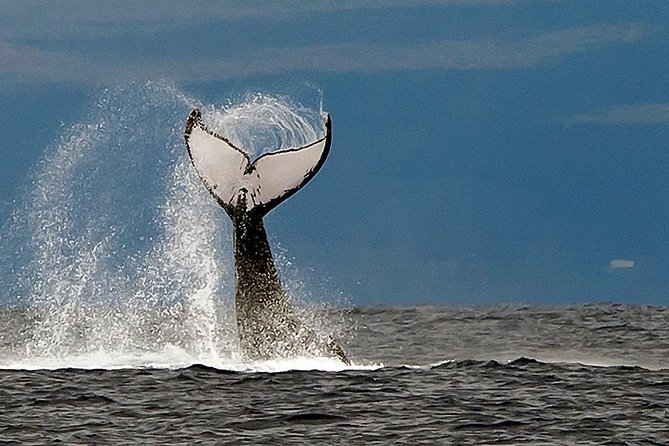 From Ma'alaea Harbor: Whale Watch Cruise Aboard the Malolo - Should You Book the Malolo Whale Watch?
