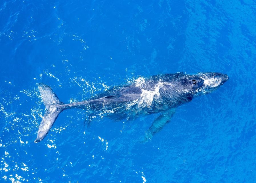 From Maalaea: Whale Watching Catamaran Cruise with Drinks - Key points to know before boarding