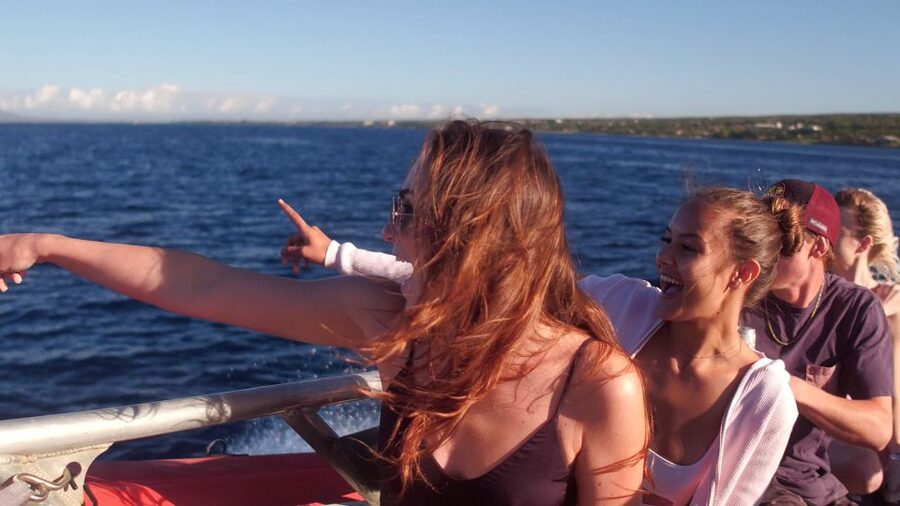 From Maalaea: Whale Watching Catamaran Cruise with Drinks - What the best and weakest moments may be