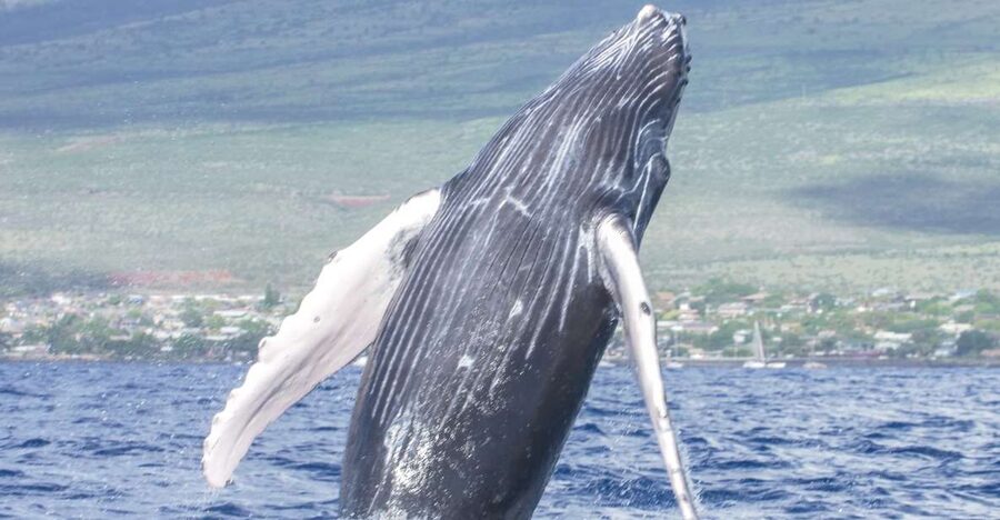 From Maalaea: Whale Watching Catamaran Cruise with Drinks - Whale songs, marine science, and island music