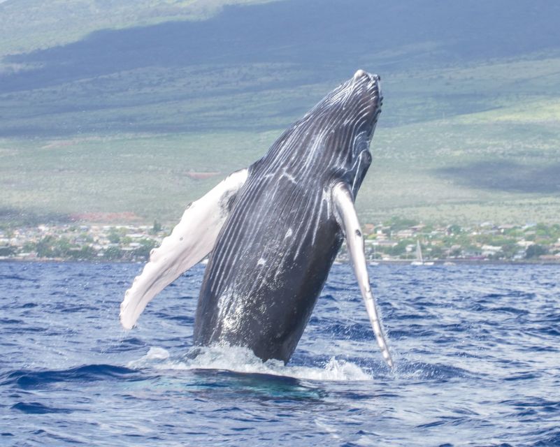From Maalaea: Whale Watching Catamaran Cruise with Drinks - Food, drinks, and what to bring