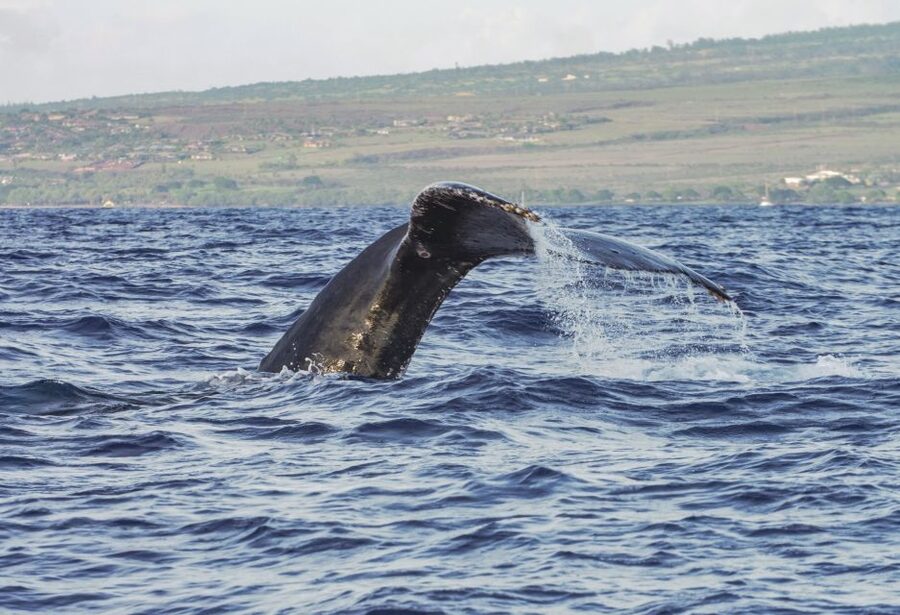 From Maalaea: Whale Watching Catamaran Cruise with Drinks - Is $69 a fair price?