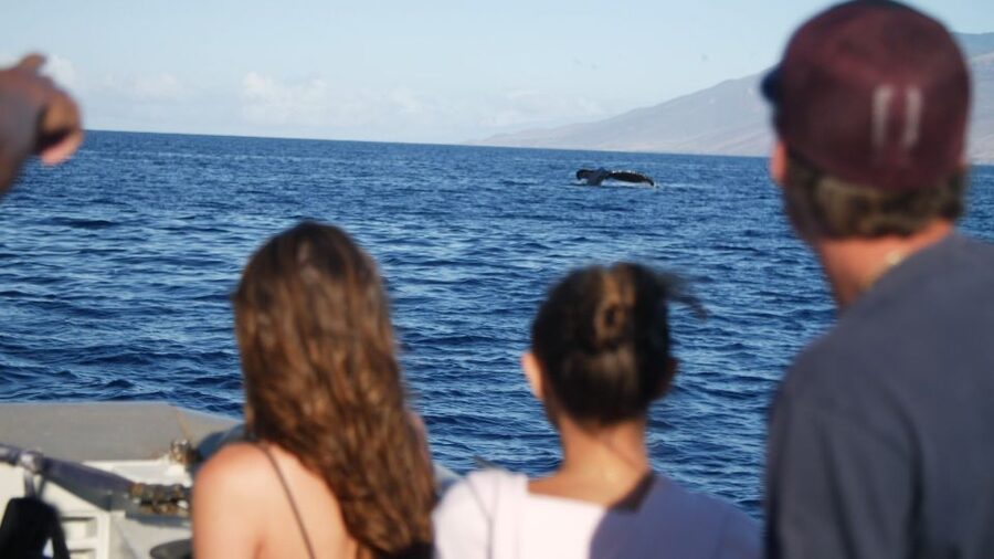 From Maalaea: Whale Watching Catamaran Cruise with Drinks - Who should book this catamaran cruise?