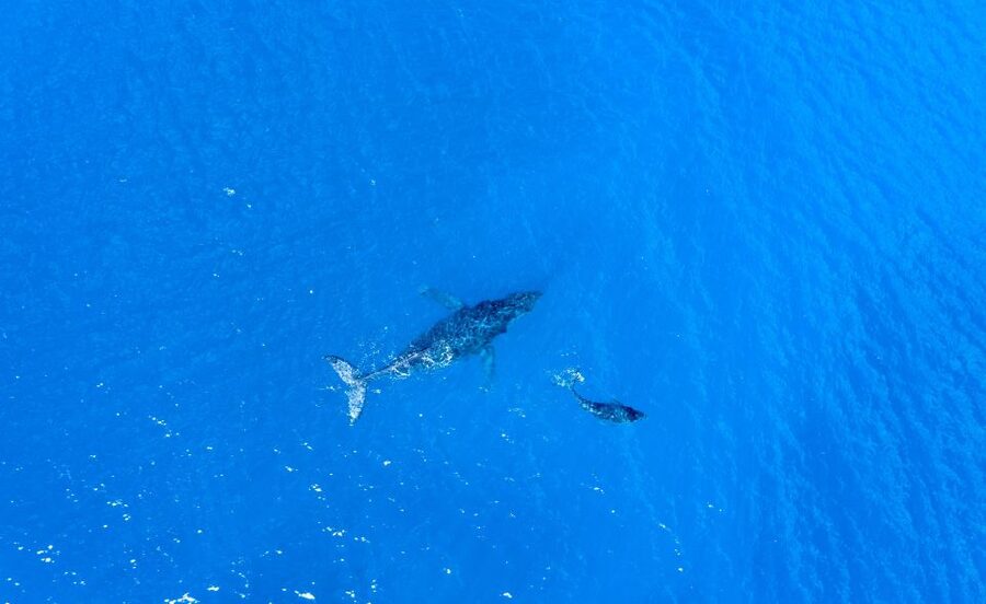From Maalaea: Whale Watching Catamaran Cruise with Drinks - Practical details that affect your day