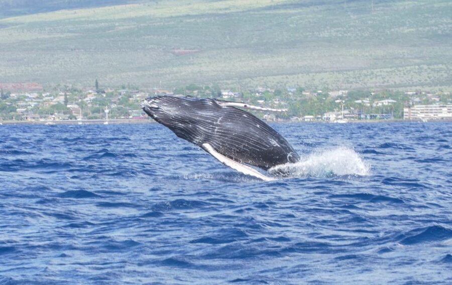 From Maalaea: Whale Watching Catamaran Cruise with Drinks - Boarding the Winona at Maalaea Harbor