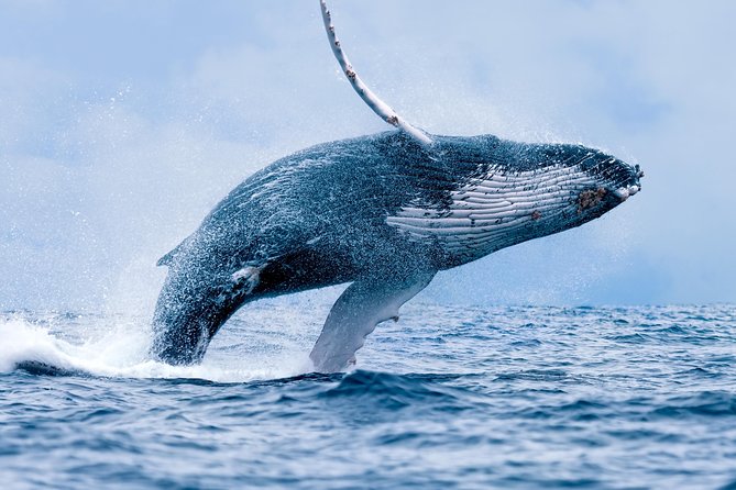 From Maalaea: Whale Watching Tour Aboard the Quicksilver - Why Maalaea is a useful starting point