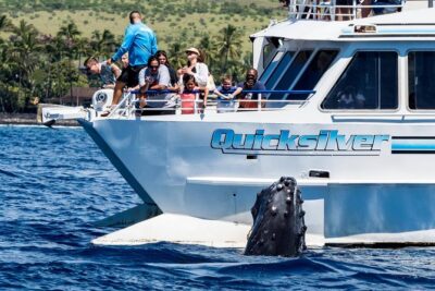 Maalaea: Whale Watching Tour Aboard the Quicksilver