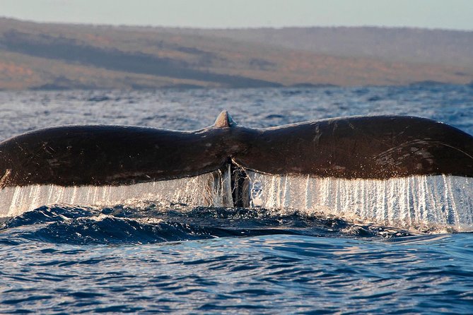 From Maalaea: Whale Watching Tour Aboard the Quicksilver - Hydrophones make the trip more than a surface search