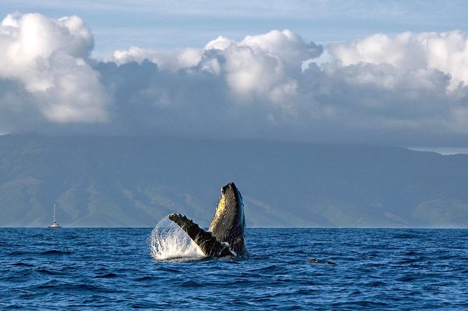 From Maalaea: Whale Watching Tour Aboard the Quicksilver - Seating and whale-viewing strategy