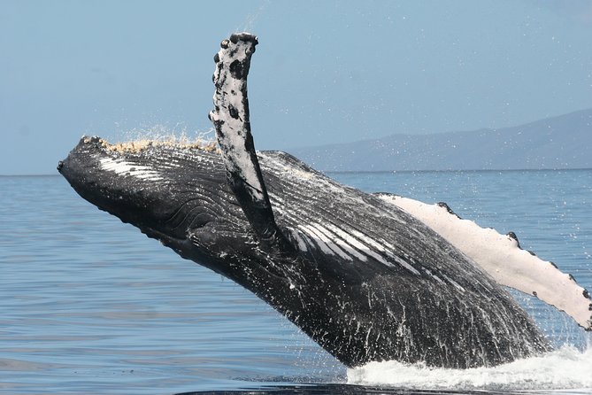 From Maalaea: Whale Watching Tour Aboard the Quicksilver - Drinks, shade, and family comfort