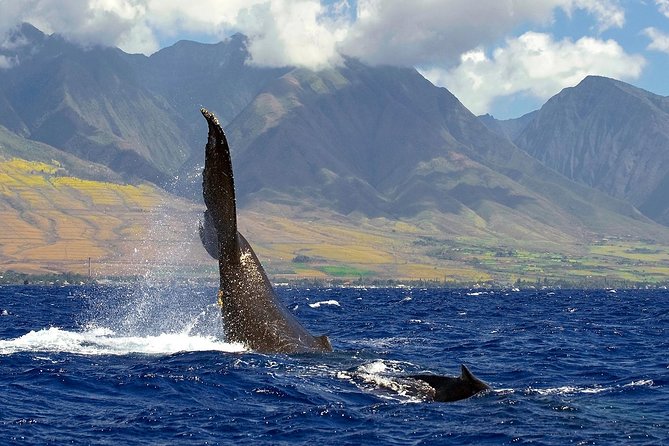 From Maalaea: Whale Watching Tour Aboard the Quicksilver - Timing, weather, and cancellations