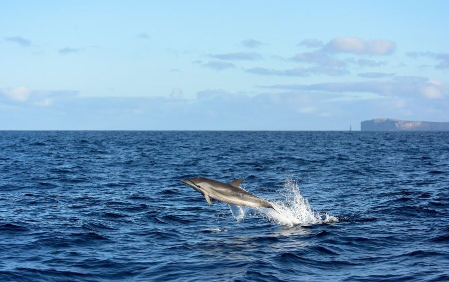 From Machico: Madeira Whale and Dolphin Watching Boat Tour - Setting out from Marina Machico