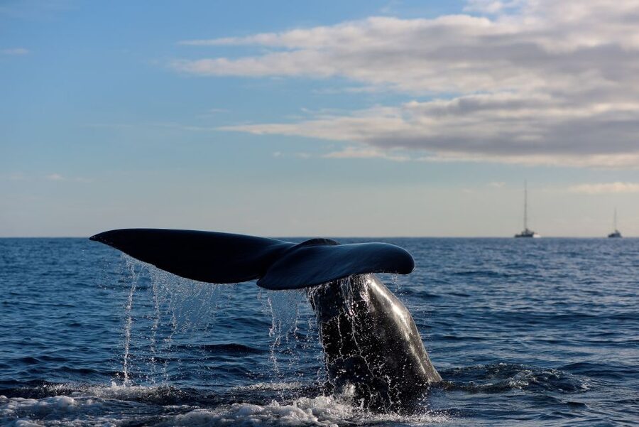 From Machico: Madeira Whale and Dolphin Watching Boat Tour - A small boat with room to watch